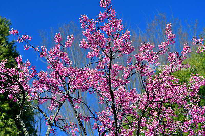 钟状樱/钟状樱:早春樱花